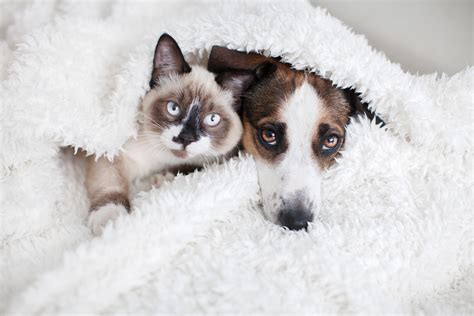 Puppy Waiting To Play With Neighbors' Cat Every Day Melts Hearts - Newsweek