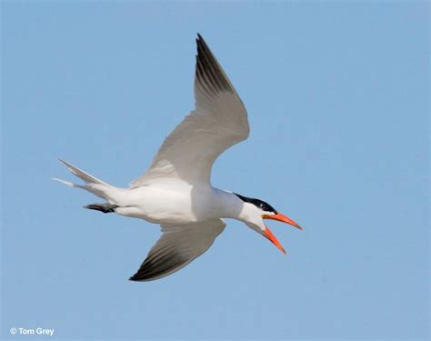 Caspian Tern - ID, Facts, Diet, Habit & More | Birdzilla