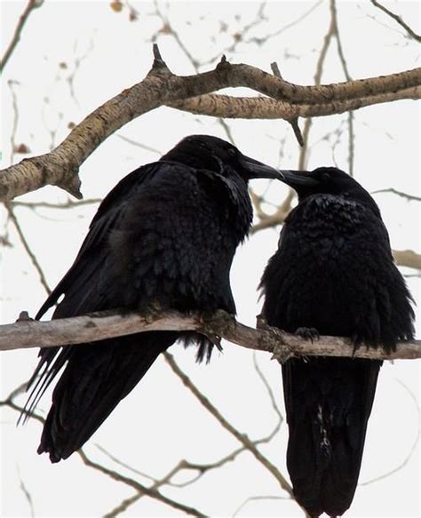 crow and raven myths – Mary C Simmons … Art and Word | Crows ravens ...