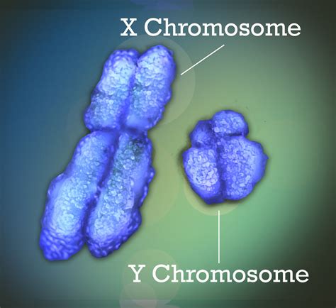 X and Y Chromosome | The X and Y chromosomes, also known as … | Flickr