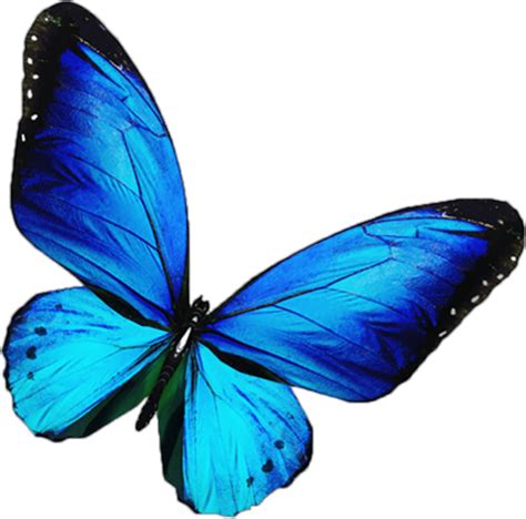 Free Blue Butterfly Transparent, Download Free Blue Butterfly Transparent png images, Free ...