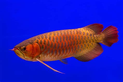 Red Arowana Care Guide: Information On This Endangered Species