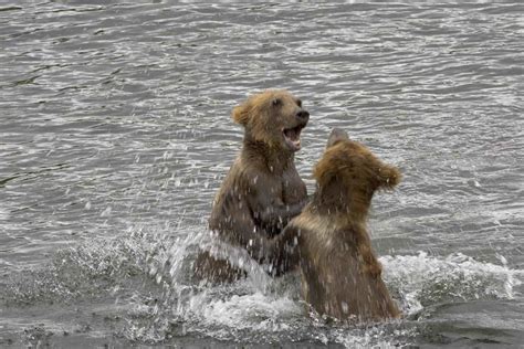 Free picture: two, grizzly, brown bear, cubs, play