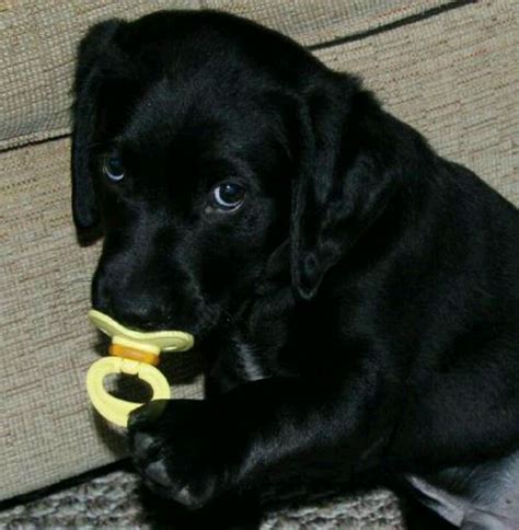 Pin by Buffi Marlar on FUR BABIES :-) | Black lab puppies, Cute dogs, Cute animals