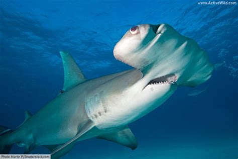 Shark Life Cycle & Shark Reproduction: How Do Sharks Reproduce?