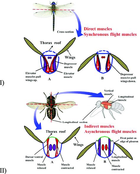 Insect Thorax Images - Infoupdate.org