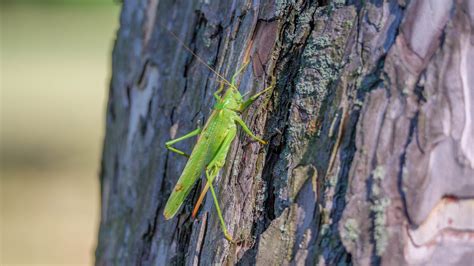 How to Photograph a Green Locust - Snapshot Evolution