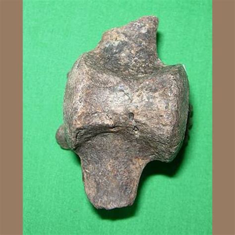 Sloth Vertebra Likely Megalonyx Fossil - Fossils & Artifacts for Sale | Paleo Enterprises