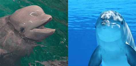 Porpoise vs Dolphin: Key Differences | Ocean Info