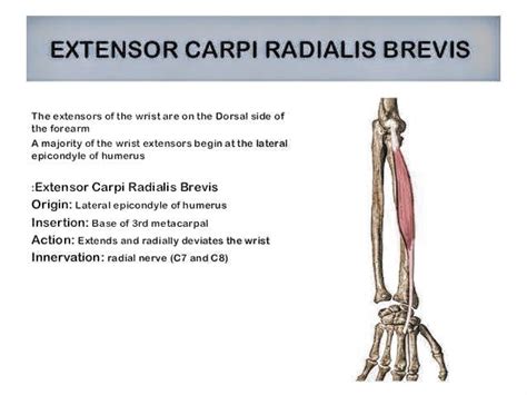 Extensor carpi radialis brevis muscle - PT Master Guide