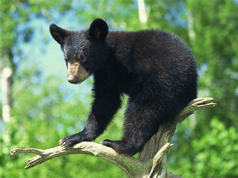 FOSSIL HUNTRESS: URSAVUS: BLACK BEAR CUB