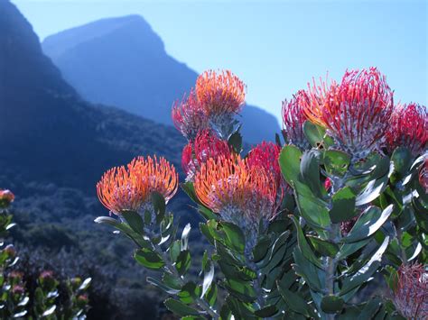 The Bloom of Fynbos in Cape Town 2024 - Rove.me