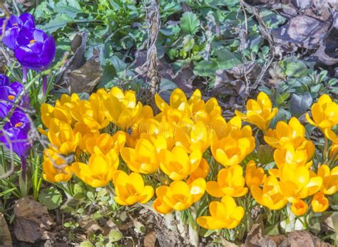 Purple and Yellow Crocus stock photo. Image of leaf, close - 38784316