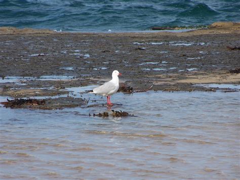 Free picture: seagulls, birds, ocean, beach, water reflection