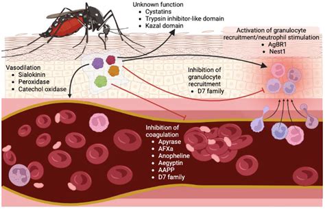 Mosquito Bites