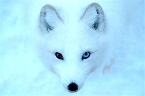 The Best Guide to the Arctic Fox in Iceland