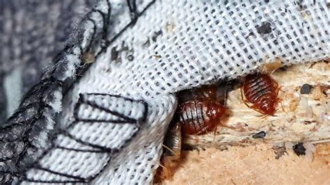 Bed bug infestation: FG intensifies surveillance at entry points ...