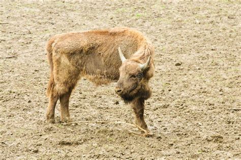 Bison in Their Natural Habitat Stock Image - Image of bull, wisent: 31785275