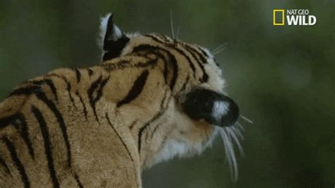 big cat week | GIF | PrimoGIF