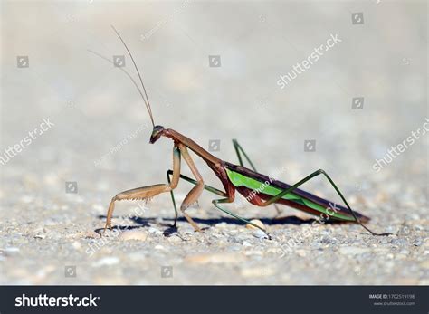 19 Narrow Winged Mantis Images, Stock Photos & Vectors | Shutterstock