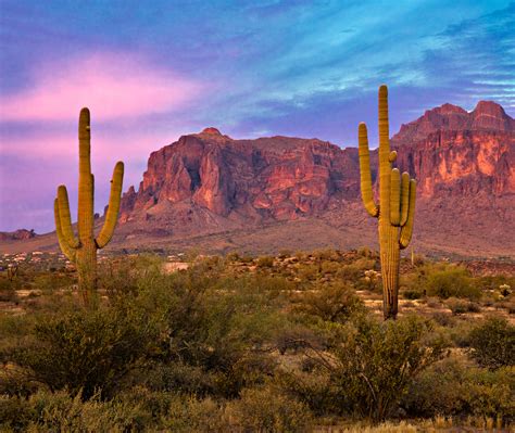 The decline of the saguaro? - Earth.com