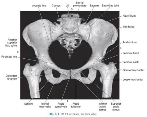 Pelvis - Sectional anatomy for imaging professionals, 4th edition