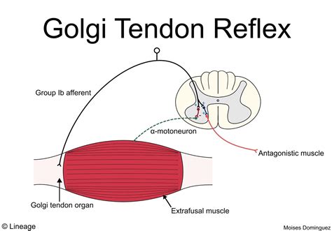 Golgi Tendon Organ And Muscle Spindle