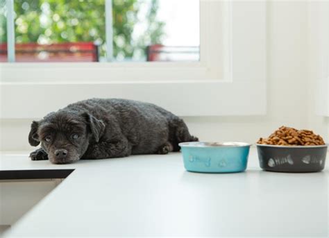 Why Is My Dog Not Eating? Causes and What To Do | PetMD