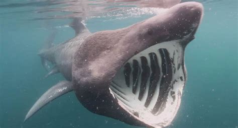 Informing basking shark conservation efforts | Research and Innovation ...