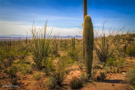 Sonoran Desert Landscape | The Sonoran Desert is a unique ec… | Flickr