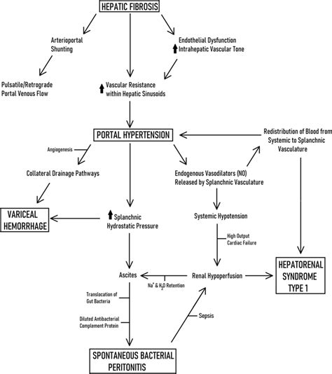 Pathophysiology of cirrhotic portal hypertension and its sudden ...