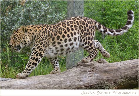 Personal Post: Trip to the Pittsburgh Zoo | Jessica Schmitt Photography ...