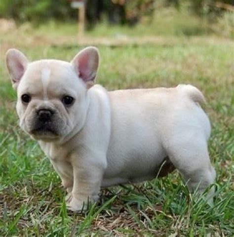 Seven Best Small Dog Breeds for an Apartment | PetHelpful