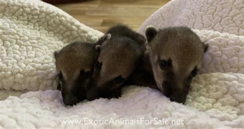 Coatimundi For Sale