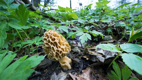 Morel (Morchella esculenta) - Woodland Trust