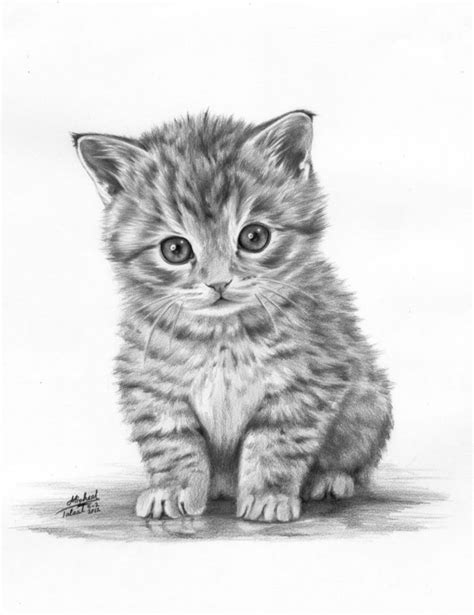 Kitten drawing, Realistic animal drawings, Pencil drawings of animals