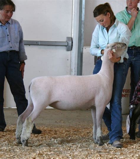 MB Genetics: WI Sheep & Wool Festival Open Southdown Show