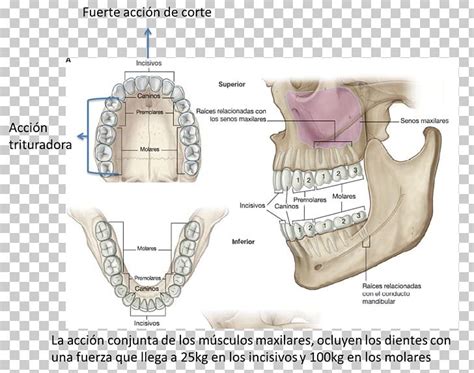 Maxillary Artery Soft Palate Palatine Aponeurosis PNG, Clipart, Abdomen, Aponeurosis, Artery ...