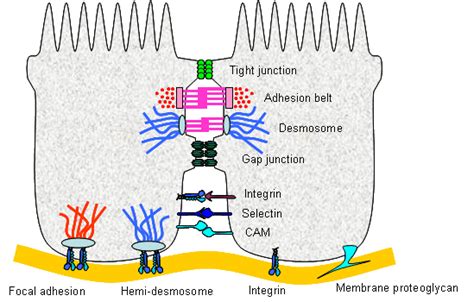 Cell Junctions - CellBiology