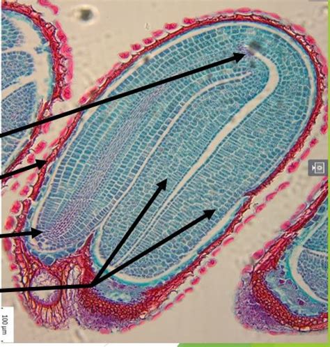 Seed Anatomy Diagram | Quizlet