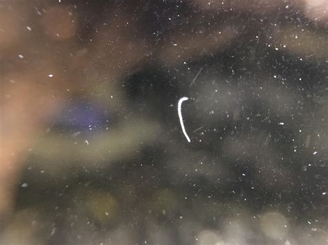 Tiny White Worms On Aquarium Glass - Aquarium Views