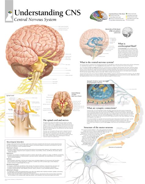 The Psychology Of The Human Nervous System