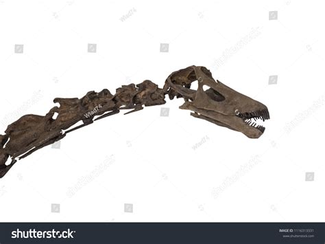 553 Fossil Diplodocus Stock Photos, Images & Photography | Shutterstock