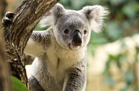 Öffnungszeiten und Eintrittspreise des Dresdner Zoos | Landeshauptstadt ...