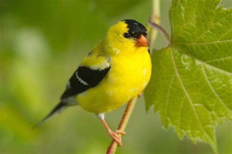 Find the best bird watching in Missouri - Greenability Magazine