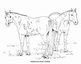 PRINTABLE Set Of 10 Horse Breed Coloring Pages 2  Digital Download sketch template