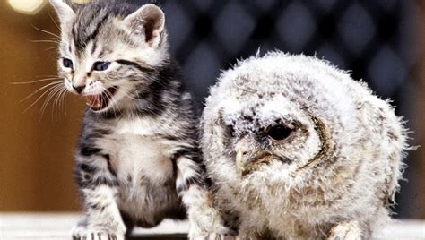 Paw-Mazing Pets: Cat And Owl Become The Best Of Friends [VIDEO] - CatTime