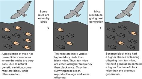 The relationship between genetic variation and evolution - online ...