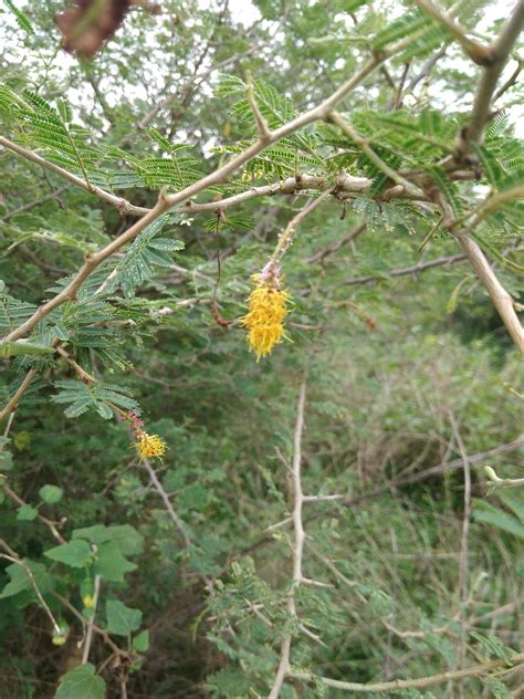 botany - What is the name of this thorny plant? - Biology Stack Exchange