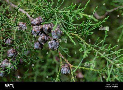 Lawsons Cypress Triomf van Boskoop branch with cones - Latin name ...